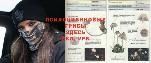 стафф Арсеньев